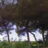 Potatura alberi di pino