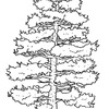 Taglio Alberi Interi