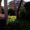 Potare O Tagliare Alberi