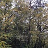 Potare O Tagliare Alberi