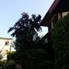 Potare O Tagliare Alberi