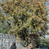 Potare O Tagliare Alberi