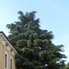 Taglio di alberi ad alto fusto situati in un giardino condominiale