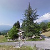 Potatura alberi sopra i 10mt di altezza