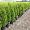 Thuja occidentalis e orientalis