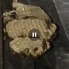 Disinfestazione da Insetti