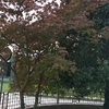 Piantare Giardino