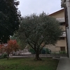Potare O Tagliare Alberi