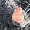 Potare O Tagliare Alberi