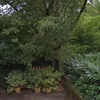 Potare O Tagliare Alberi