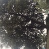 Potare O Tagliare Alberi