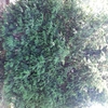 Sfoltimento e arrotondamento alberi