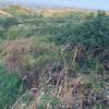 Pulire Terreno Agricolo