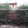 Manutenzione Giardino