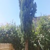 Potare O Tagliare Alberi