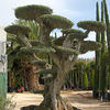 Potare O Tagliare Alberi