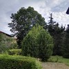 Potare O Tagliare Alberi