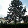 Abbattimento albero