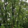 Potare O Tagliare Alberi