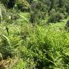 Pulire Terreno Agricolo