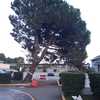 Potare O Tagliare Alberi