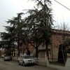 Taglio piante