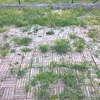 Cementare giardino esterno