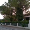 Taglio alberi