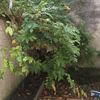 Potare O Tagliare Alberi