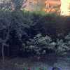 Potare O Tagliare Alberi